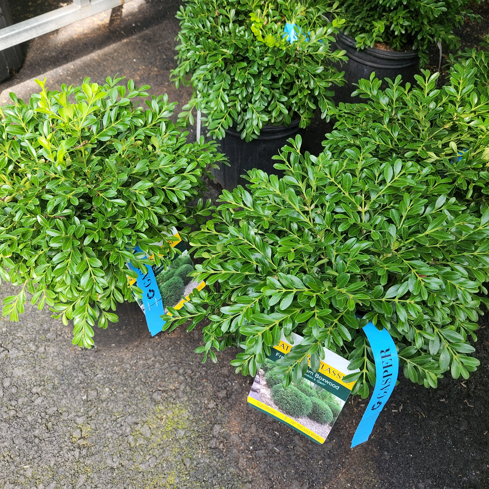 Franklins Gem Boxwood