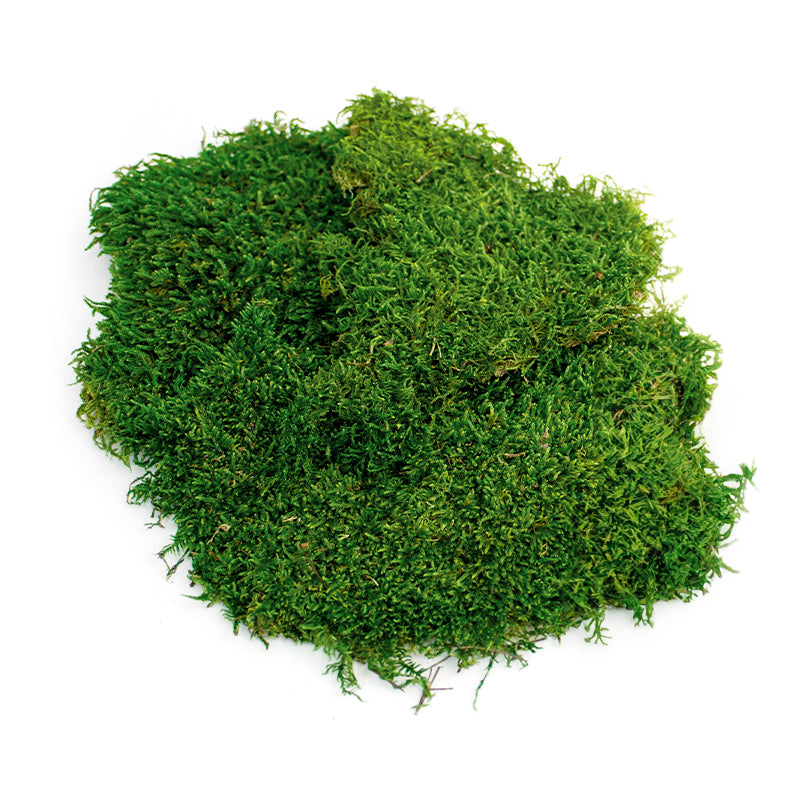 Preserved Sheet Moss