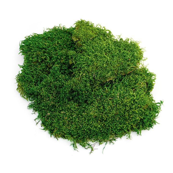 Preserved Sheet Moss