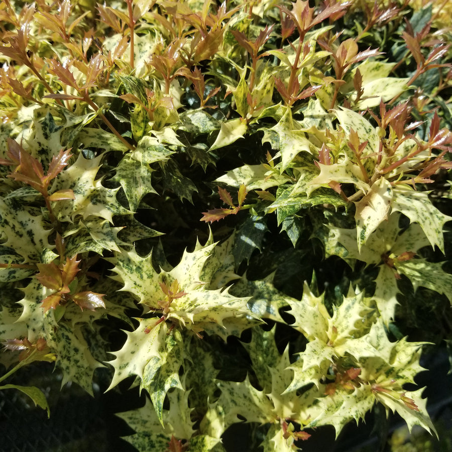 Goshiki False Holly