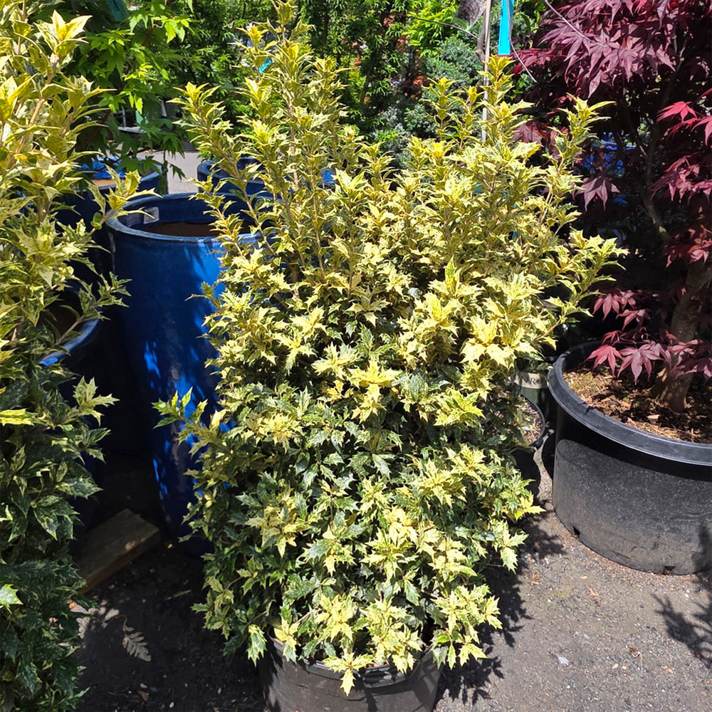 Goshiki False Holly