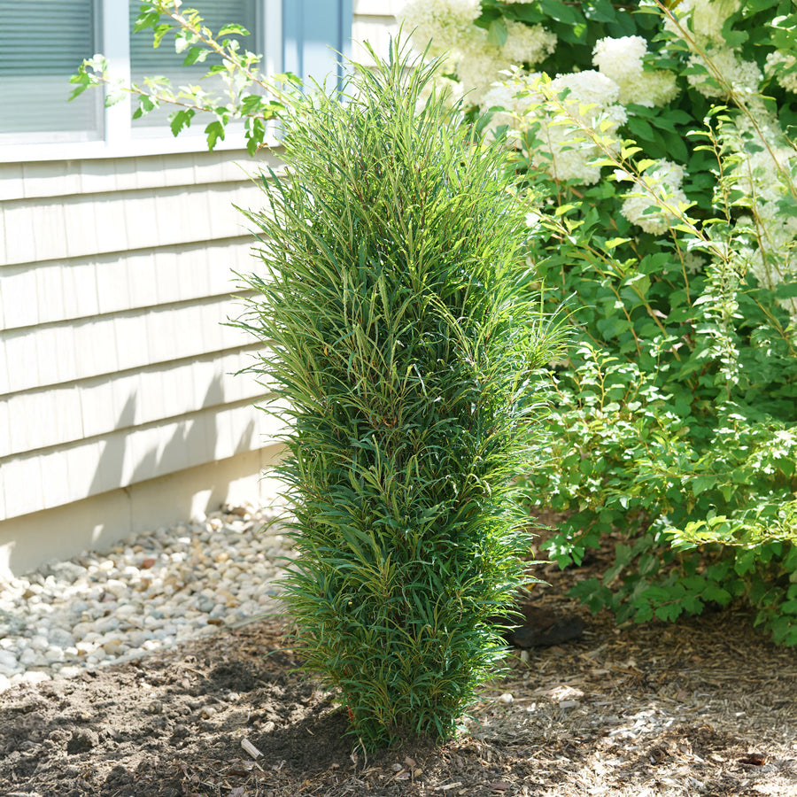 Fine Line® Buckthorn