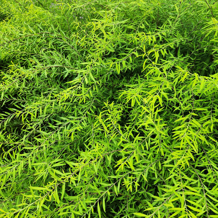 Mellow Yellow Spiraea