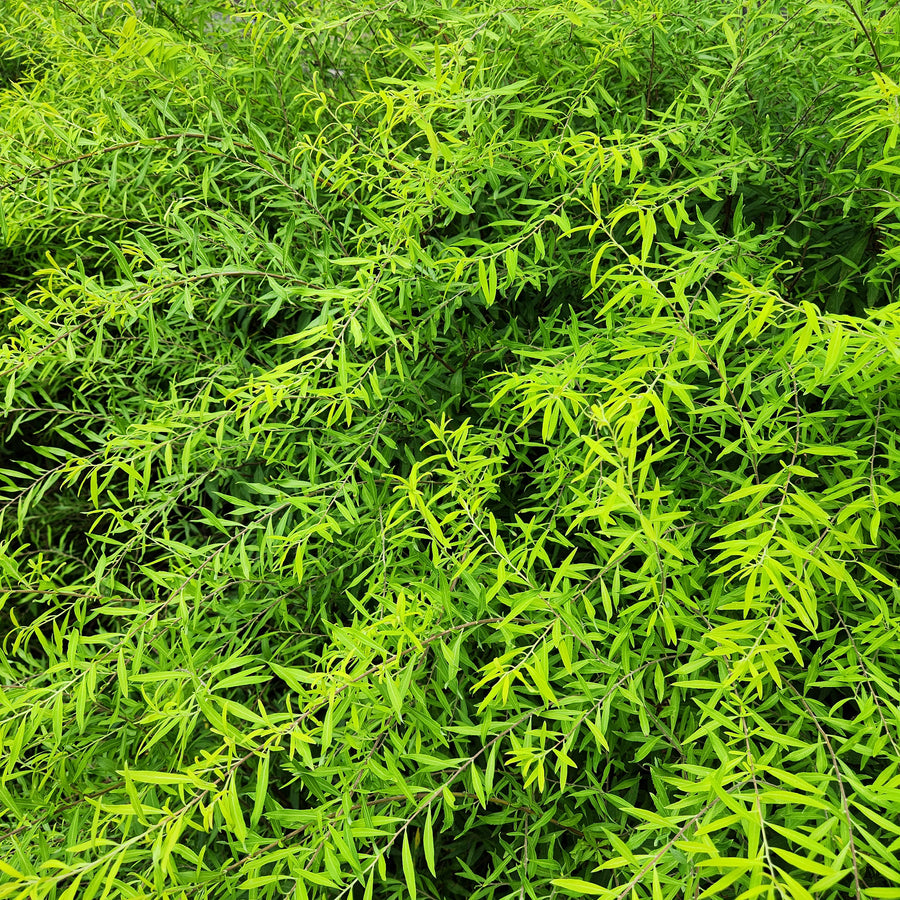 Mellow Yellow Spiraea