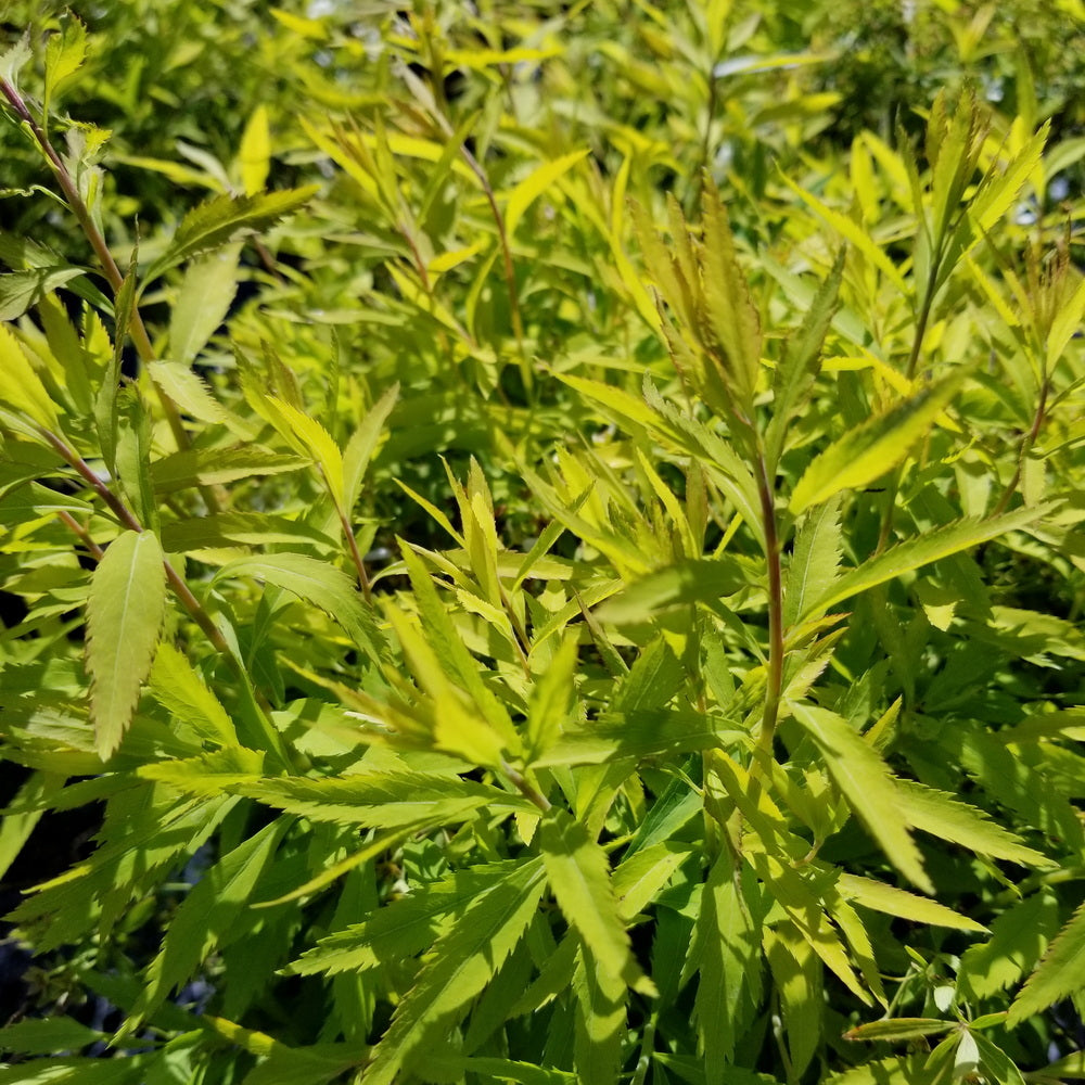 Mellow Yellow Spiraea