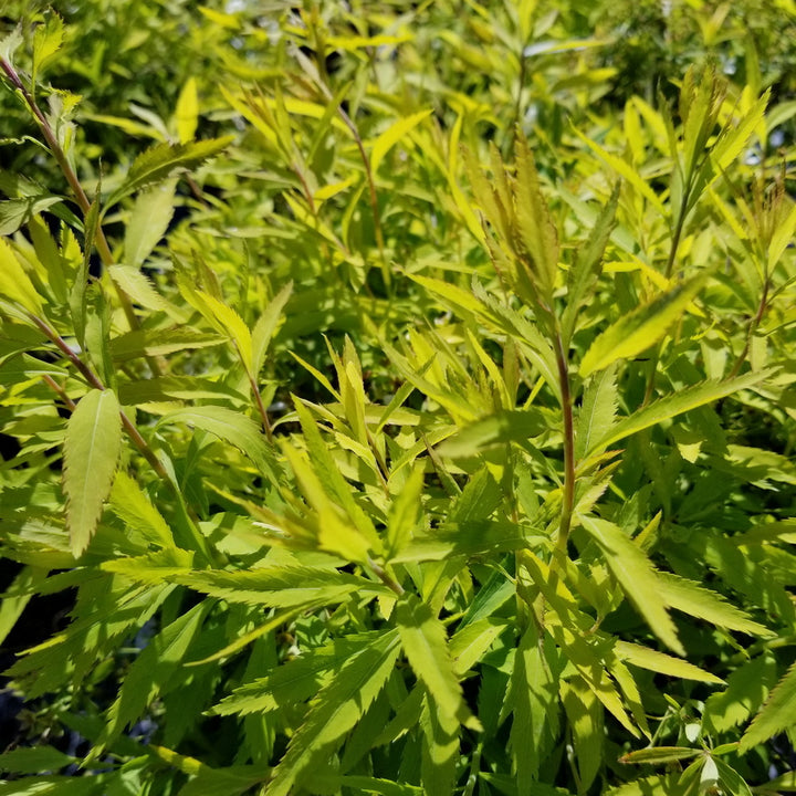 Mellow Yellow Spiraea