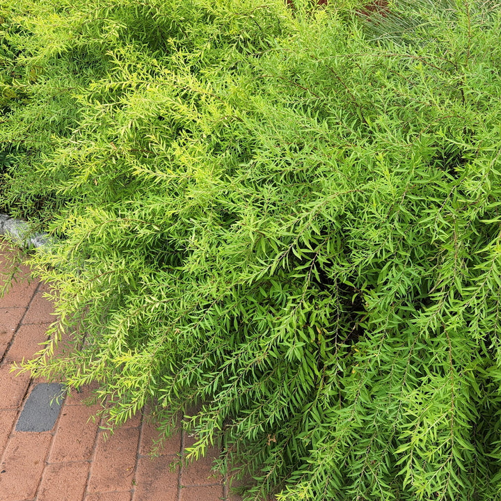 Mellow Yellow Spiraea