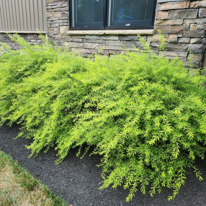 Mellow Yellow Spiraea