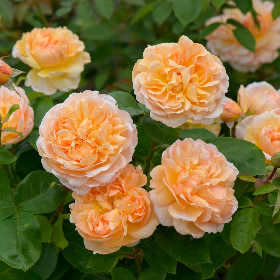 David Austin The Lady Gardener® Rose