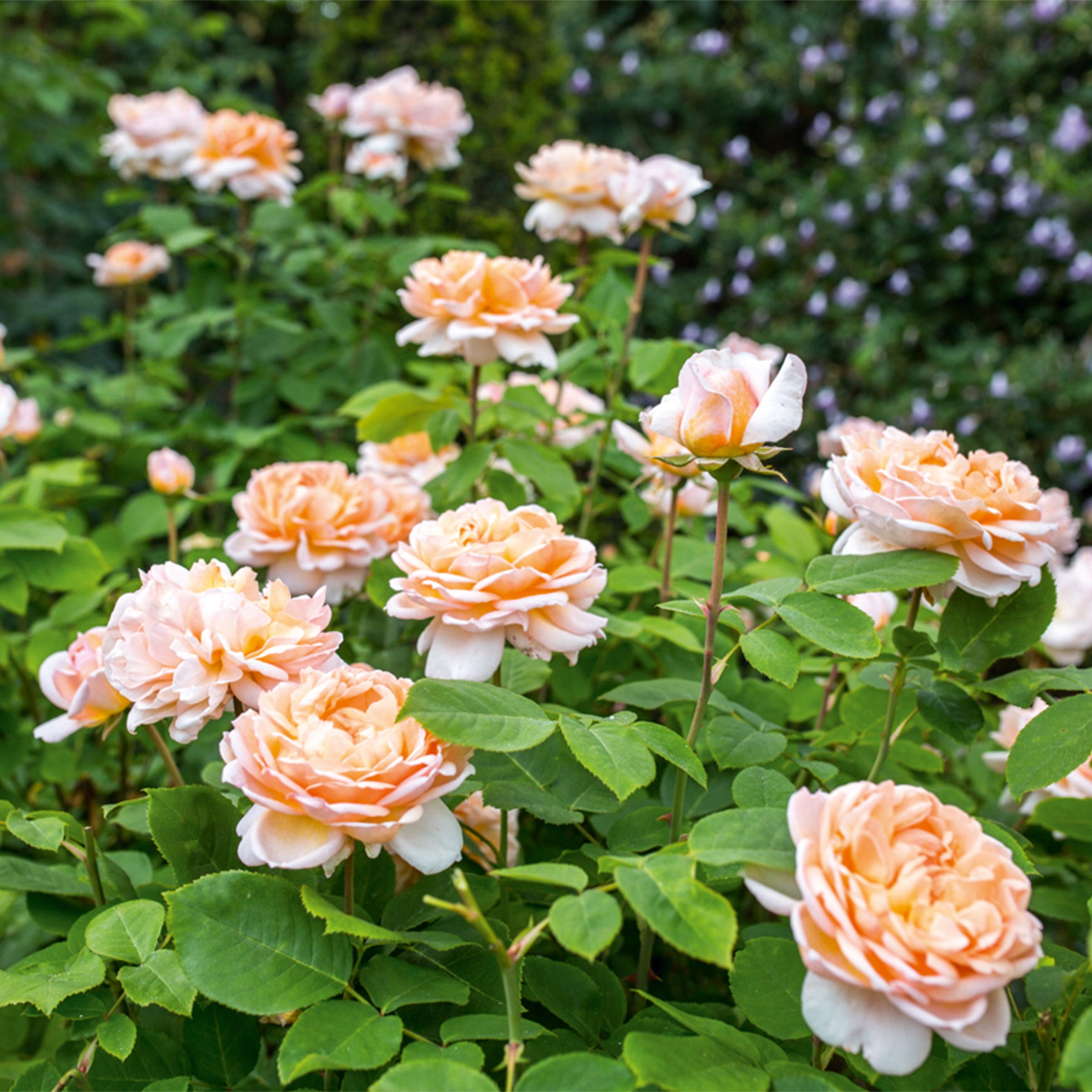 David Austin The Lady Gardener® Rose – Gasper Home & Garden
