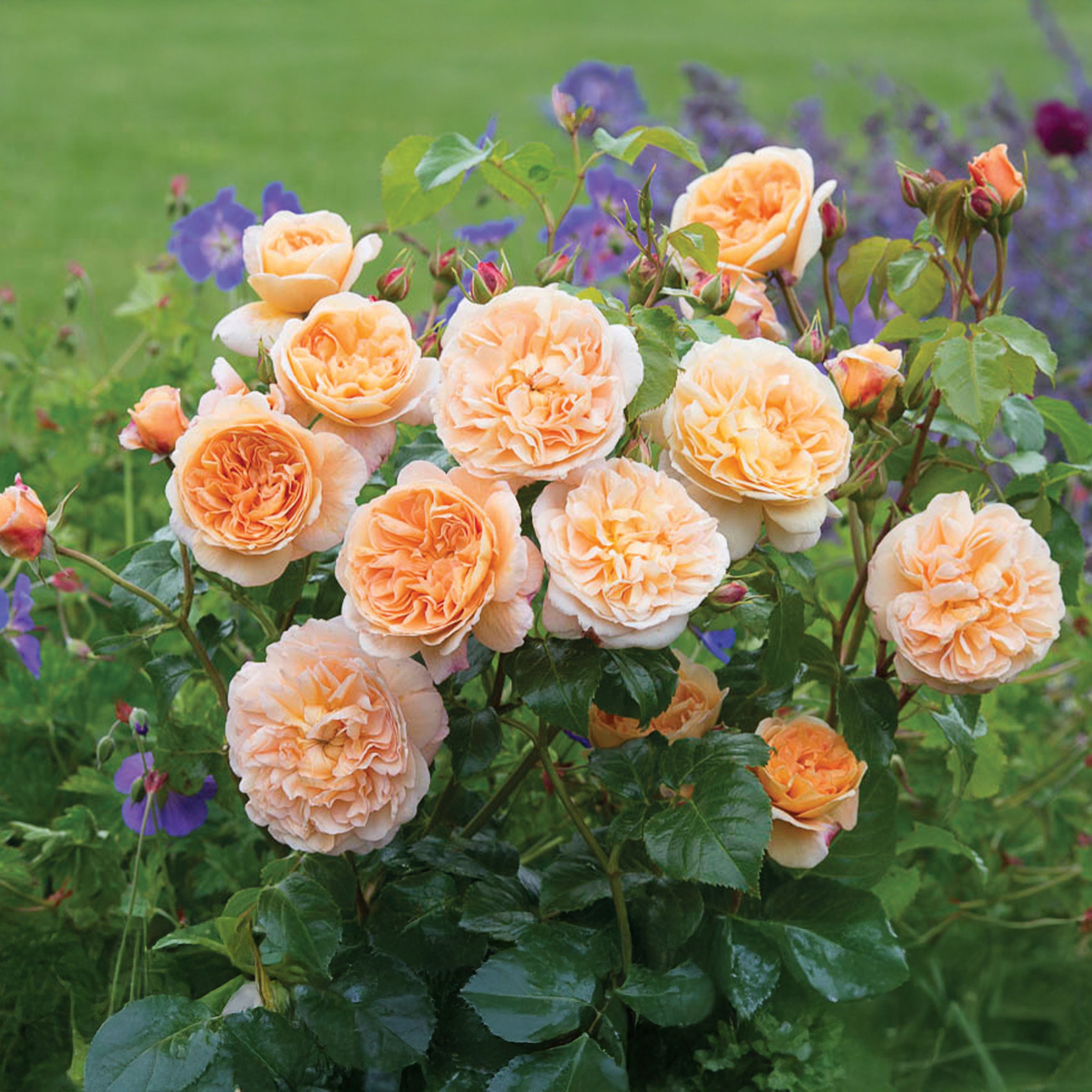 David Austin The Lady Gardener® Rose – Gasper Home & Garden