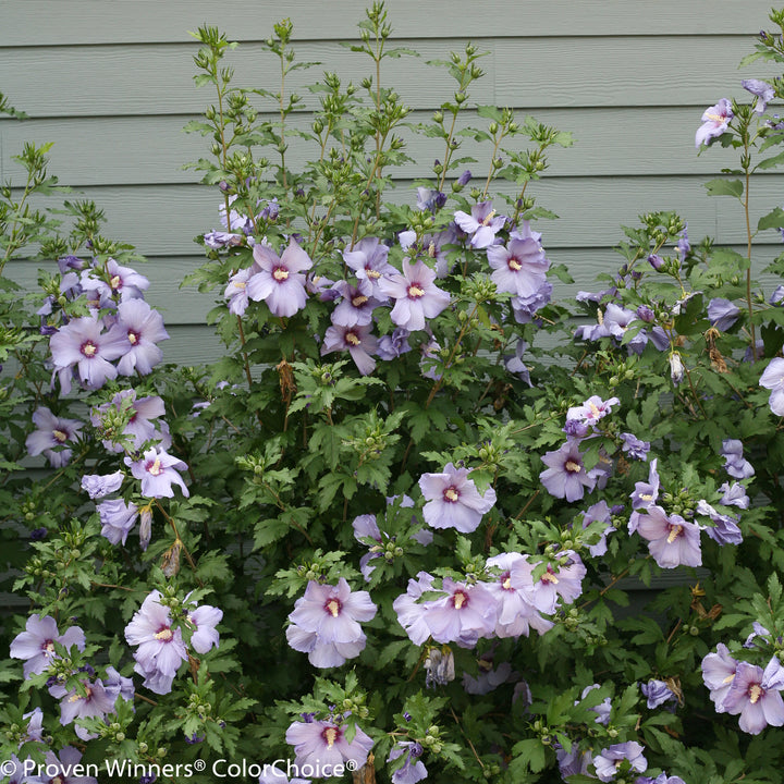 Azurri Blue Satin® Rose of Sharon