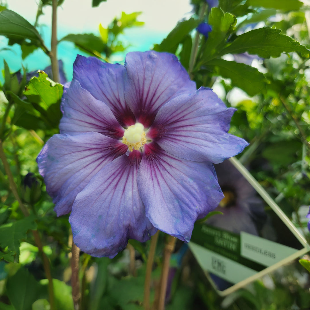 Azurri Blue Satin® Rose of Sharon