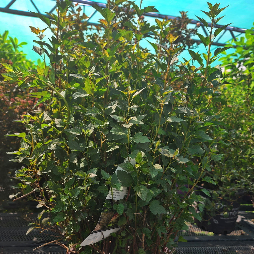 Little Devil™ Ninebark