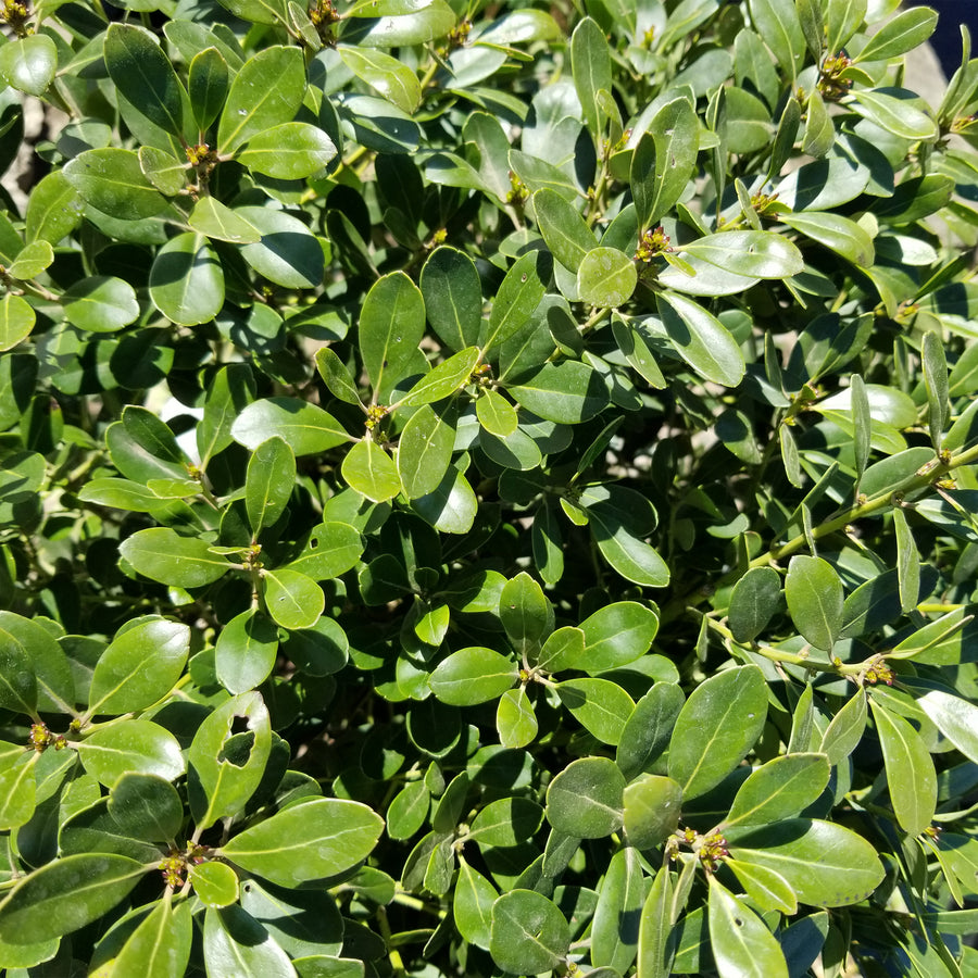 Inkberry Holly