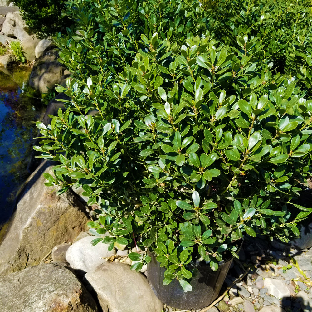 Inkberry Holly