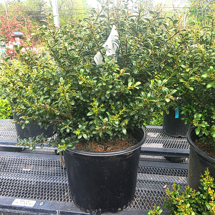 Inkberry Holly