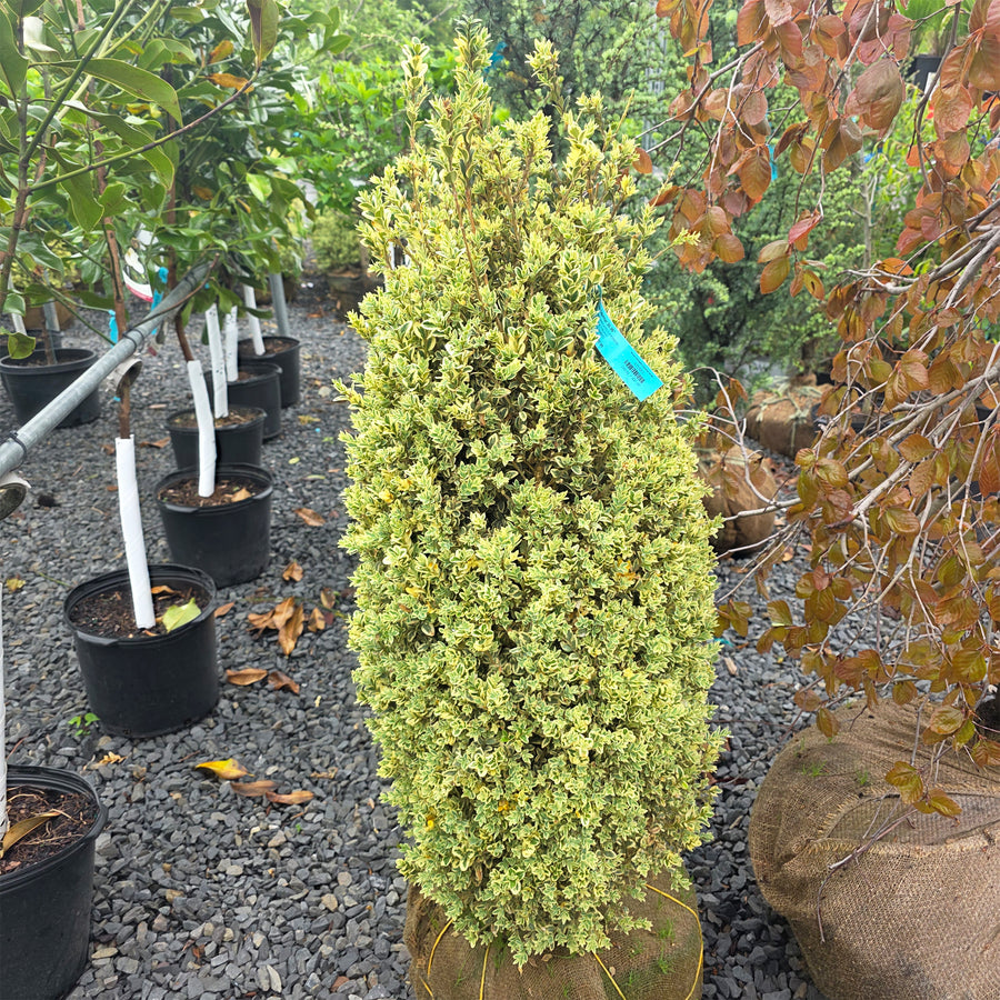Variegated English Boxwood - Columnar