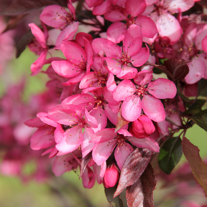 Royal Raindrops® Flowering Crabapple