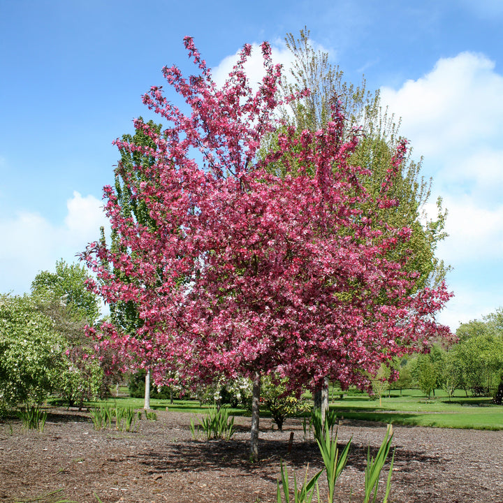 Royal Raindrops® Flowering Crabapple