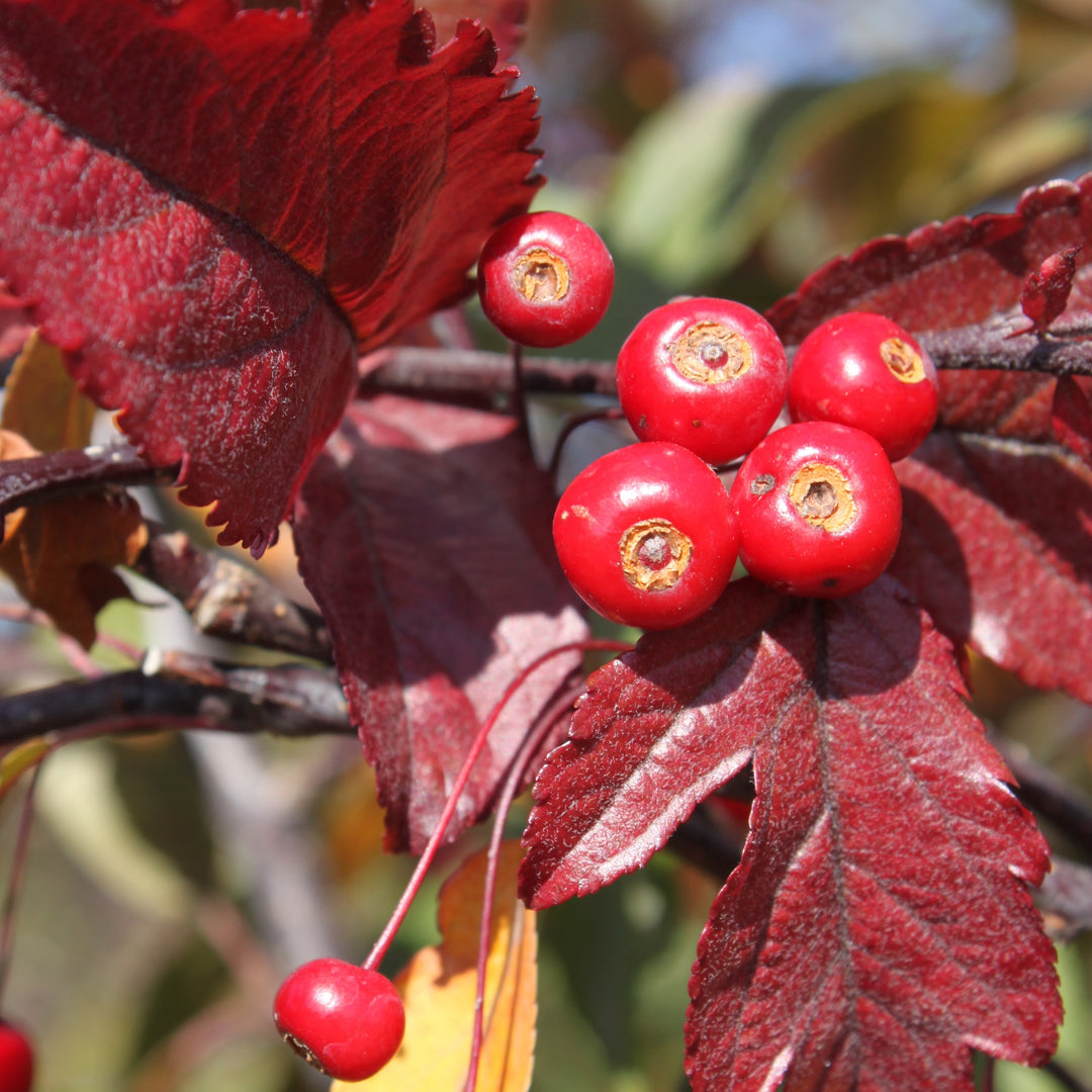 Royal Raindrops® Flowering Crabapple