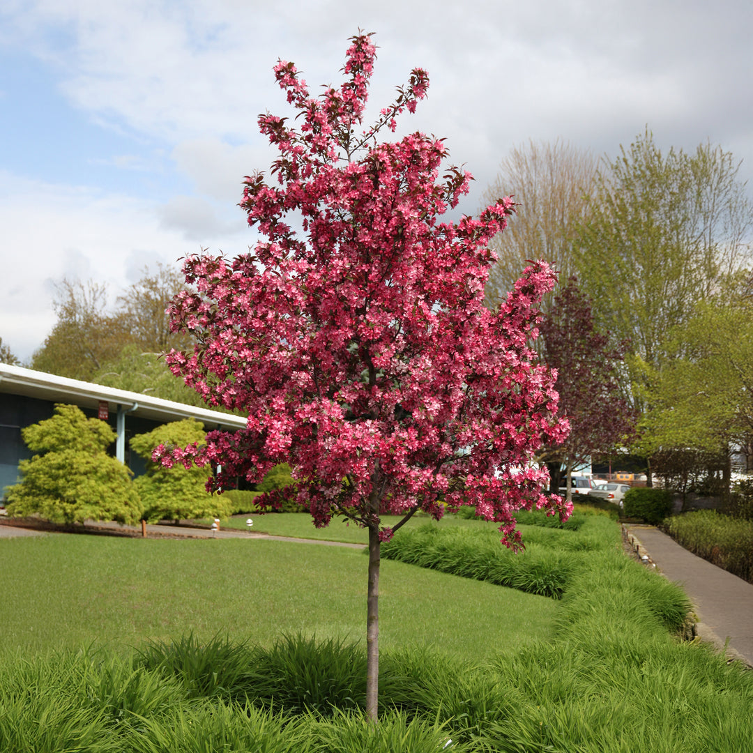 Royal Raindrops® Flowering Crabapple