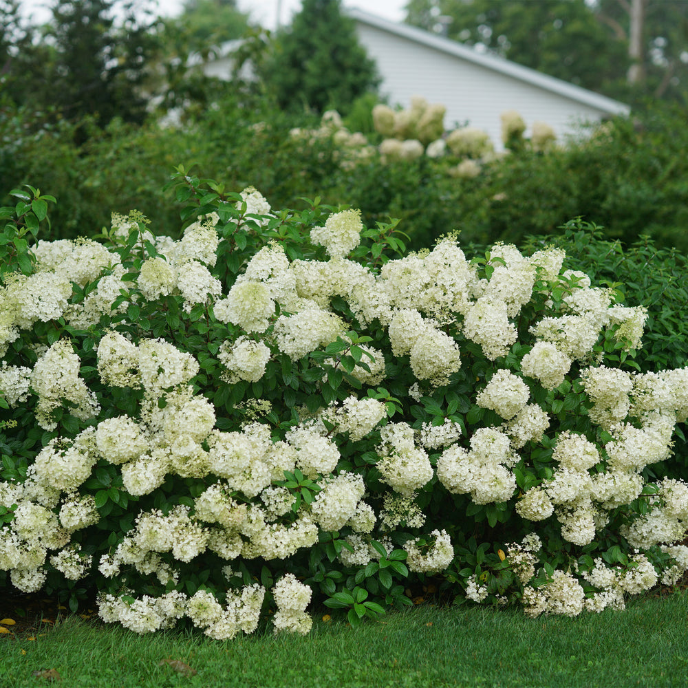 Bobo® Panicle Hydrangea