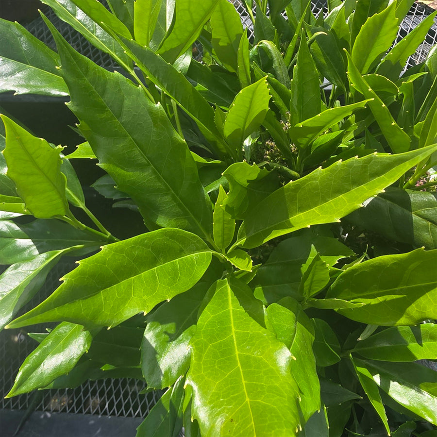 Dwarf Green Aucuba