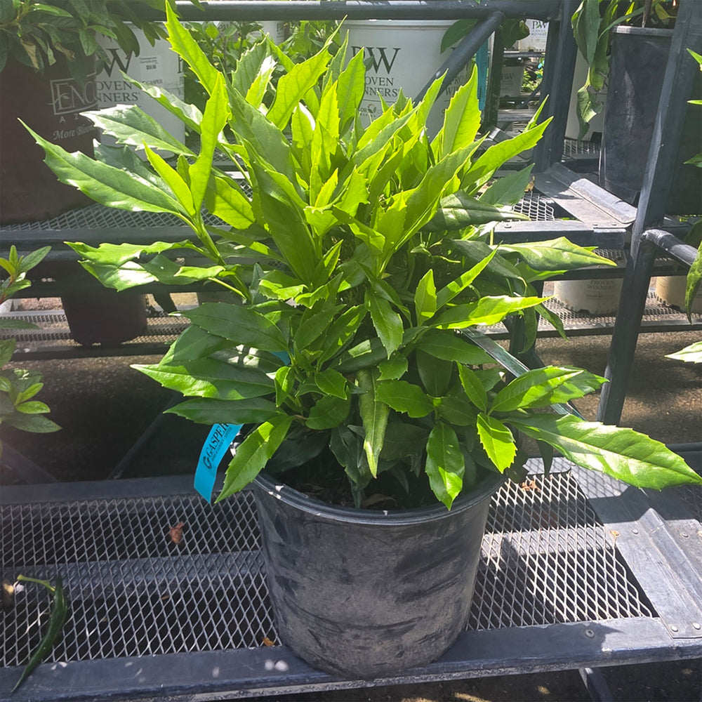 Dwarf Green Aucuba