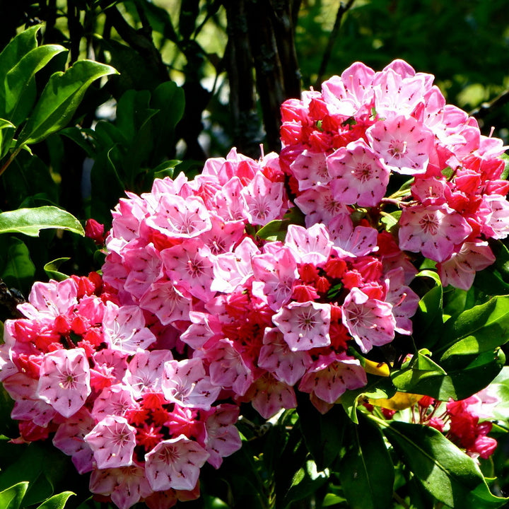 Nipmuck Mountain Laurel