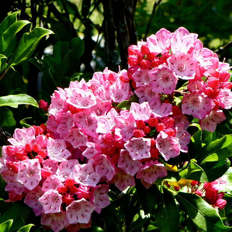 Nipmuck Mountain Laurel
