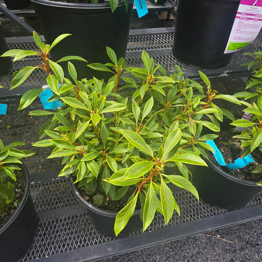 Nipmuck Mountain Laurel