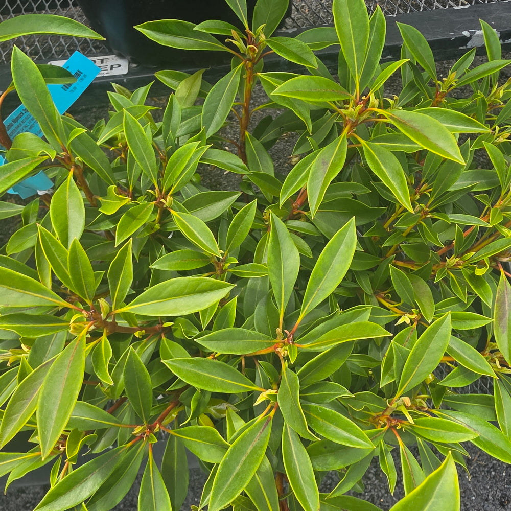 Nipmuck Mountain Laurel