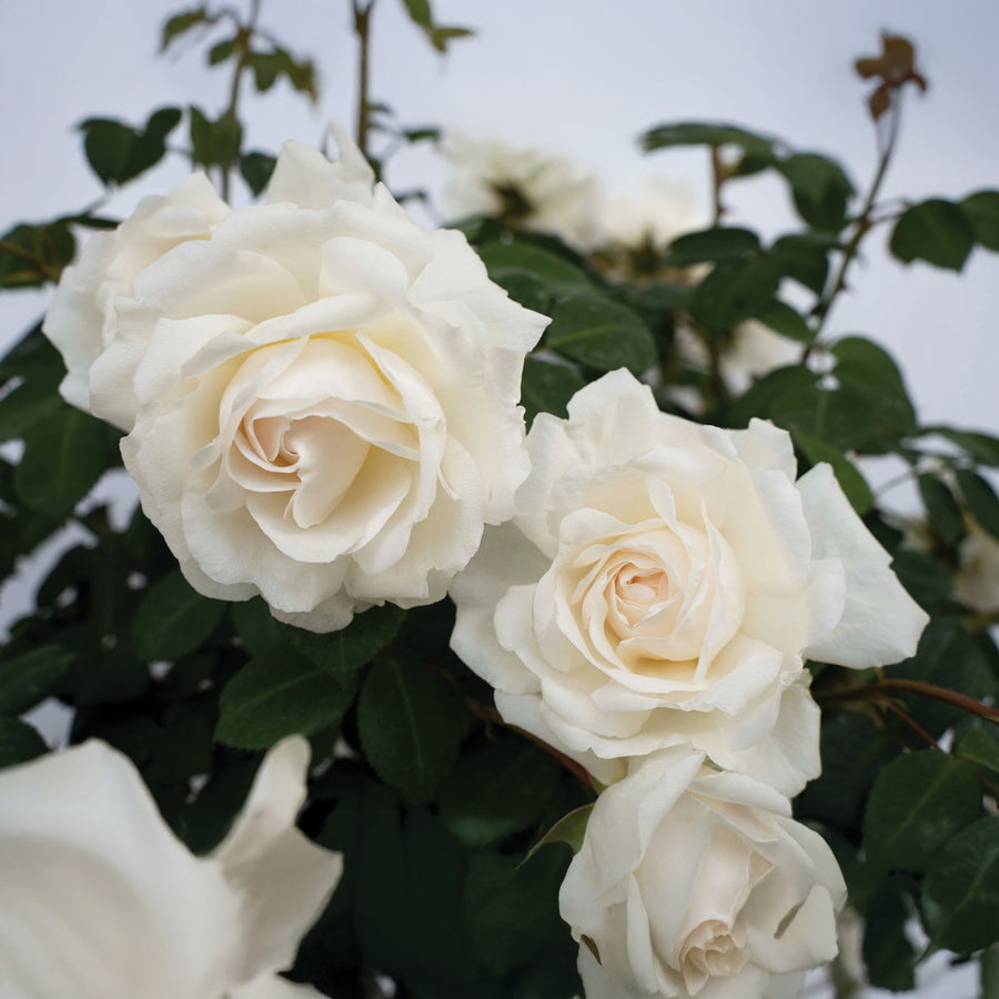 Cloud 10™ Climbing Rose