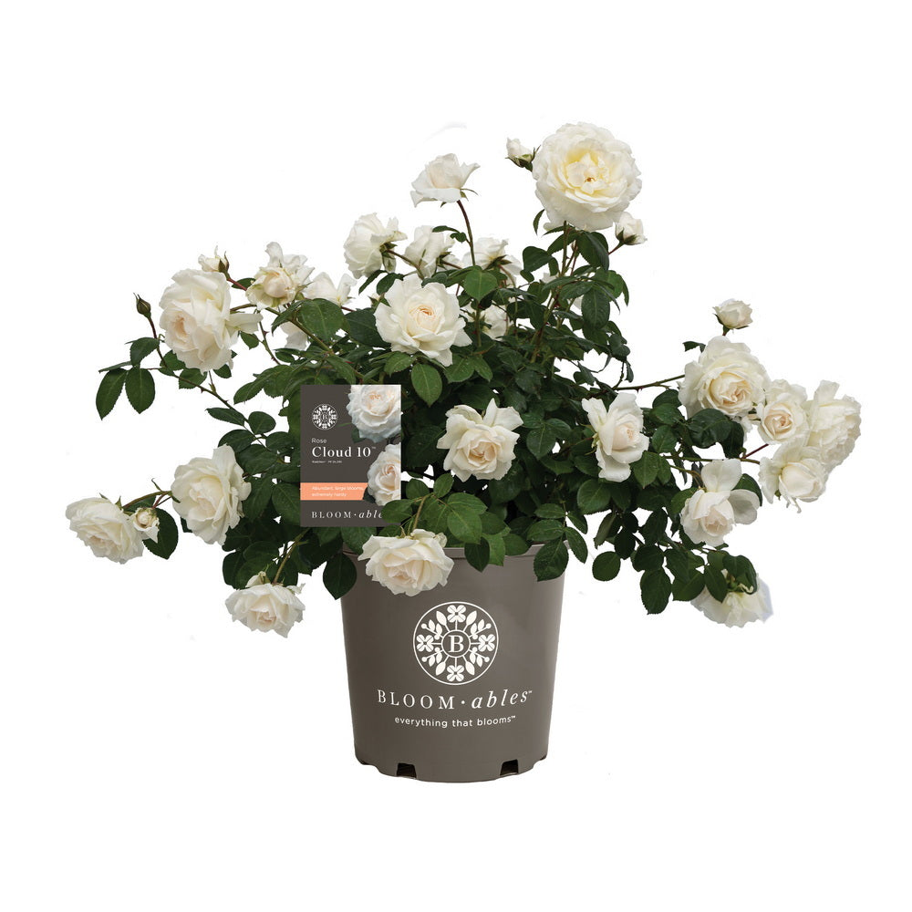 Cloud 10™ Climbing Rose