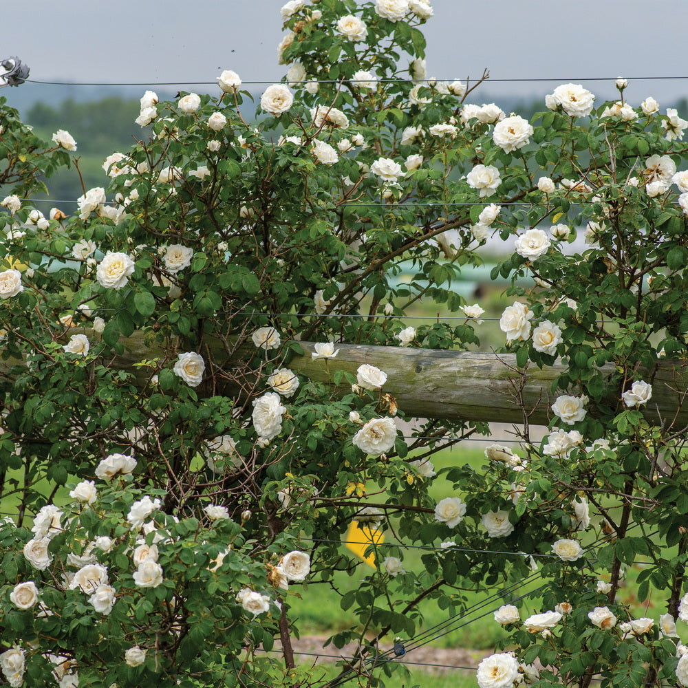 Cloud 10™ Climbing Rose