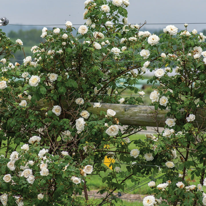 Cloud 10™ Climbing Rose