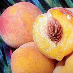 Reliance Peach