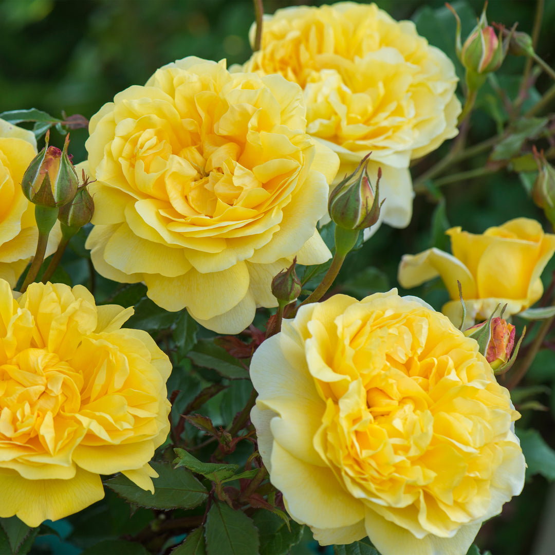 David Austin The Poet's Wife® Rose