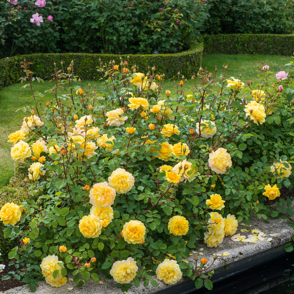 David Austin The Poet's Wife® Rose