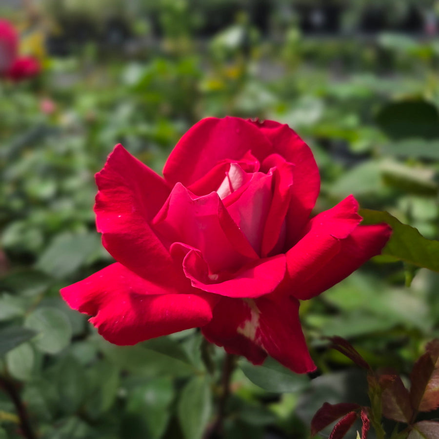 Love Rose