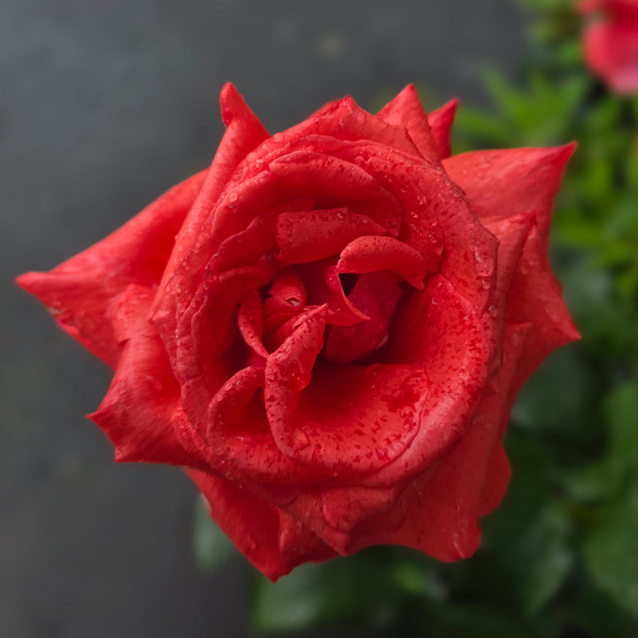 Fragrant Cloud Rose