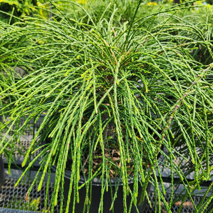 Whipcord Western Red Cedar