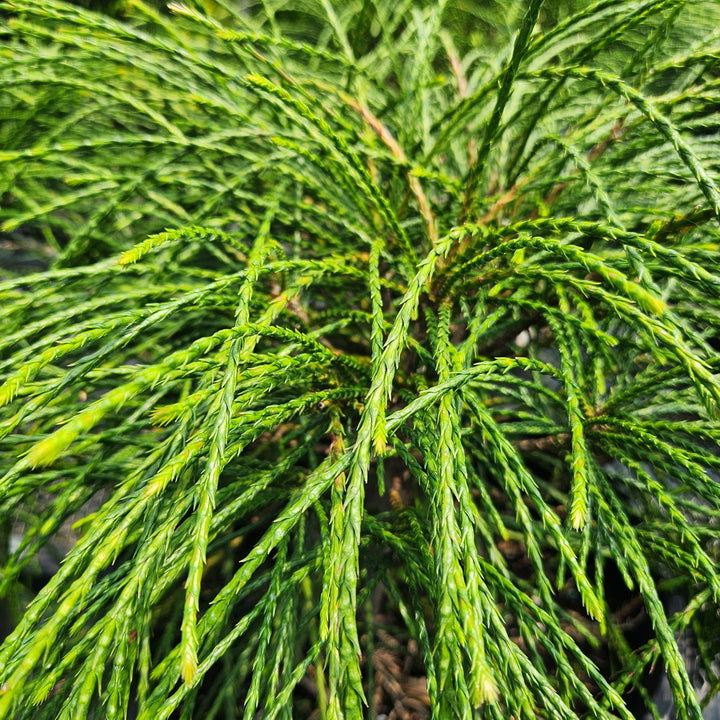 Whipcord Western Red Cedar