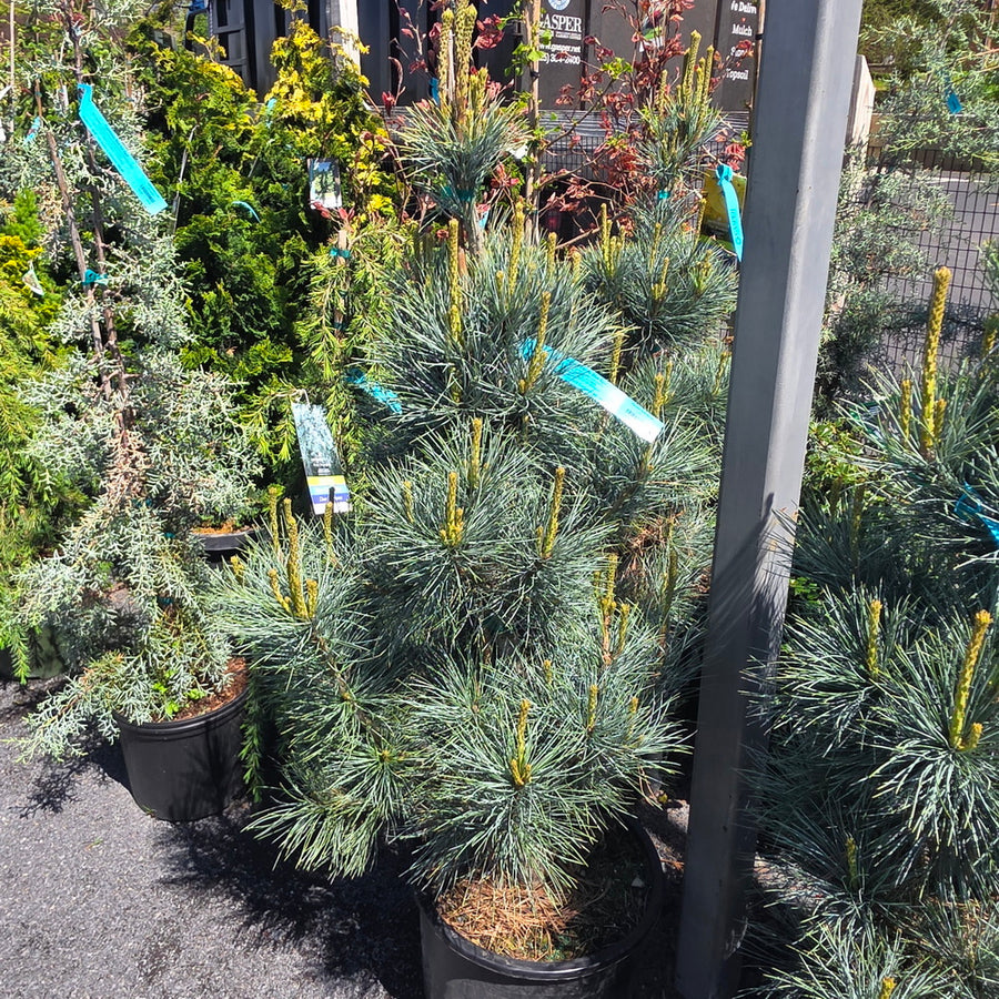 Pacific Blue Macedonian Pine