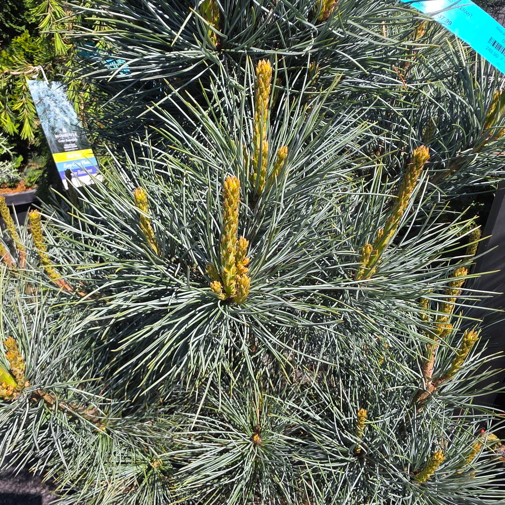 Pacific Blue Macedonian Pine Gasper Home Garden Pacific Blue Macedonian Pine Gasper Home Garden