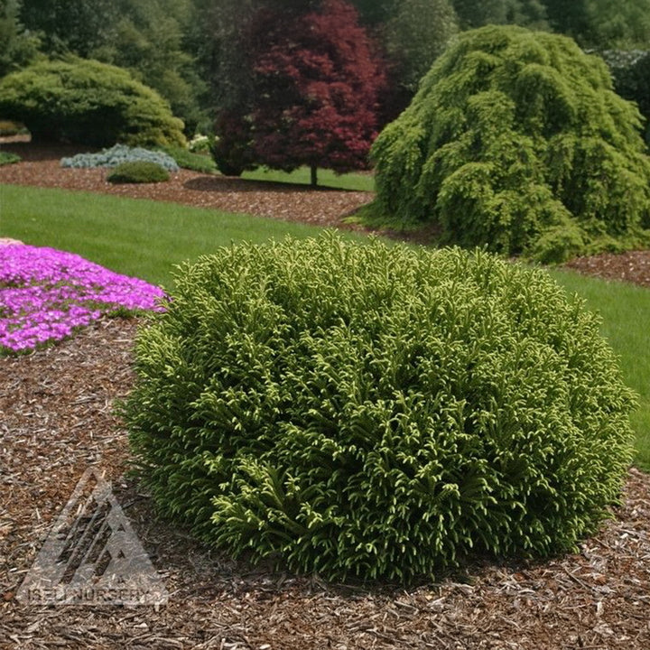 Little Champion Japanese Cedar