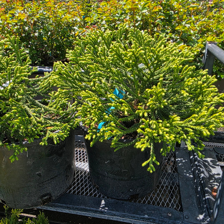 Little Champion Japanese Cedar