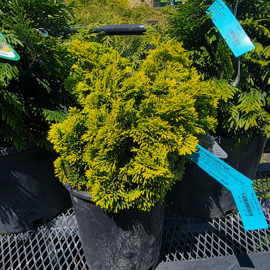 Golden Dwarf Hinoki False Cypress