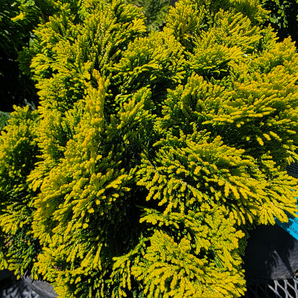 Golden Dwarf Hinoki False Cypress